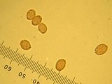 Gymnopilus sapineus image
