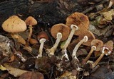 Descolea phlebophora image