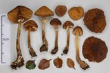 Descolea phlebophora image