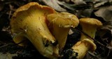 Cantharellus chicagoensis image