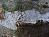 Ochrolechia laevigata image