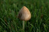Conocybe apala image