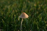Conocybe apala image