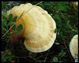Ganoderma curtisii image