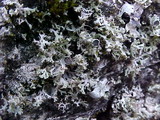 Physcia tenella ssp. tenella image