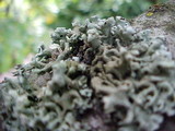 Physcia tenella ssp. tenella image