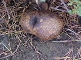Scleroderma areolatum image