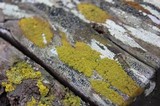 Xanthoria ucrainica image
