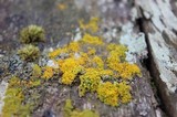 Xanthoria ucrainica image