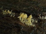 Mucronella flava image