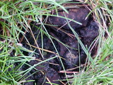 Scleroderma areolatum image