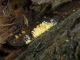 Mucronella flava image