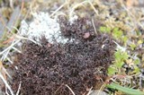 Cetraria aculeata image