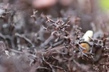 Cetraria aculeata image