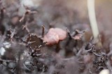 Cetraria aculeata image