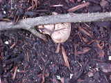 Scleroderma areolatum image