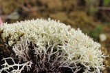 Cladonia zopfii image