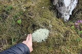 Cladonia zopfii image