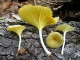 Chrysomphalina strombodes image