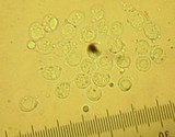 Chrysomphalina strombodes image