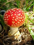 Amanita persicina image