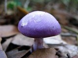 Cortinarius iodes image