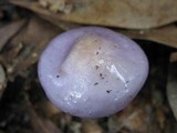 Cortinarius iodes image