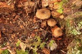 Inocybe lanuginosa image