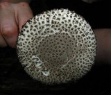 Amanita onusta image