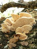 Sarcodontia pachyodon image