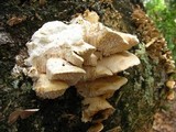 Sarcodontia pachyodon image