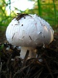 Amanita mutabilis image