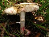 Amanita mutabilis image