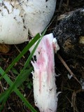 Amanita mutabilis image