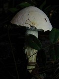 Austroboletus subflavidus image