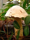 Austroboletus subflavidus image