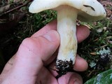 Russula crassotunicata image