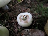 Russula crassotunicata image