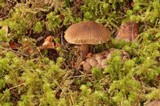 Inocybe subcarpta image