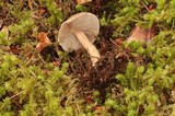 Inocybe subcarpta image