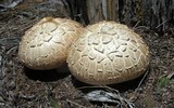 Neolentinus ponderosus image