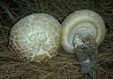 Neolentinus ponderosus image
