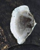 Bjerkandera adusta image
