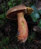 Boletus erythropus image
