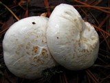 Neolentinus lepideus image