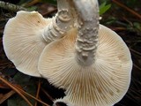 Neolentinus lepideus image