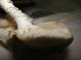 Neolentinus lepideus image