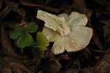 Tricholoma scalpturatum image