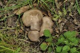 Tricholoma scalpturatum image