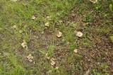 Tricholoma scalpturatum image